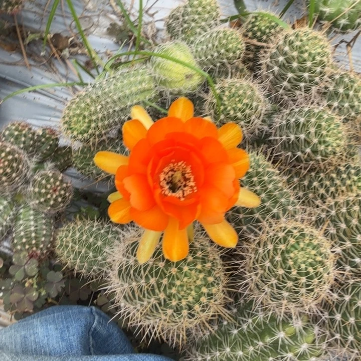 丽花白檀杂1099侧芽一个
