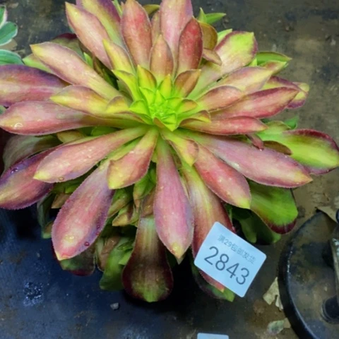 韶华多肉植物2843