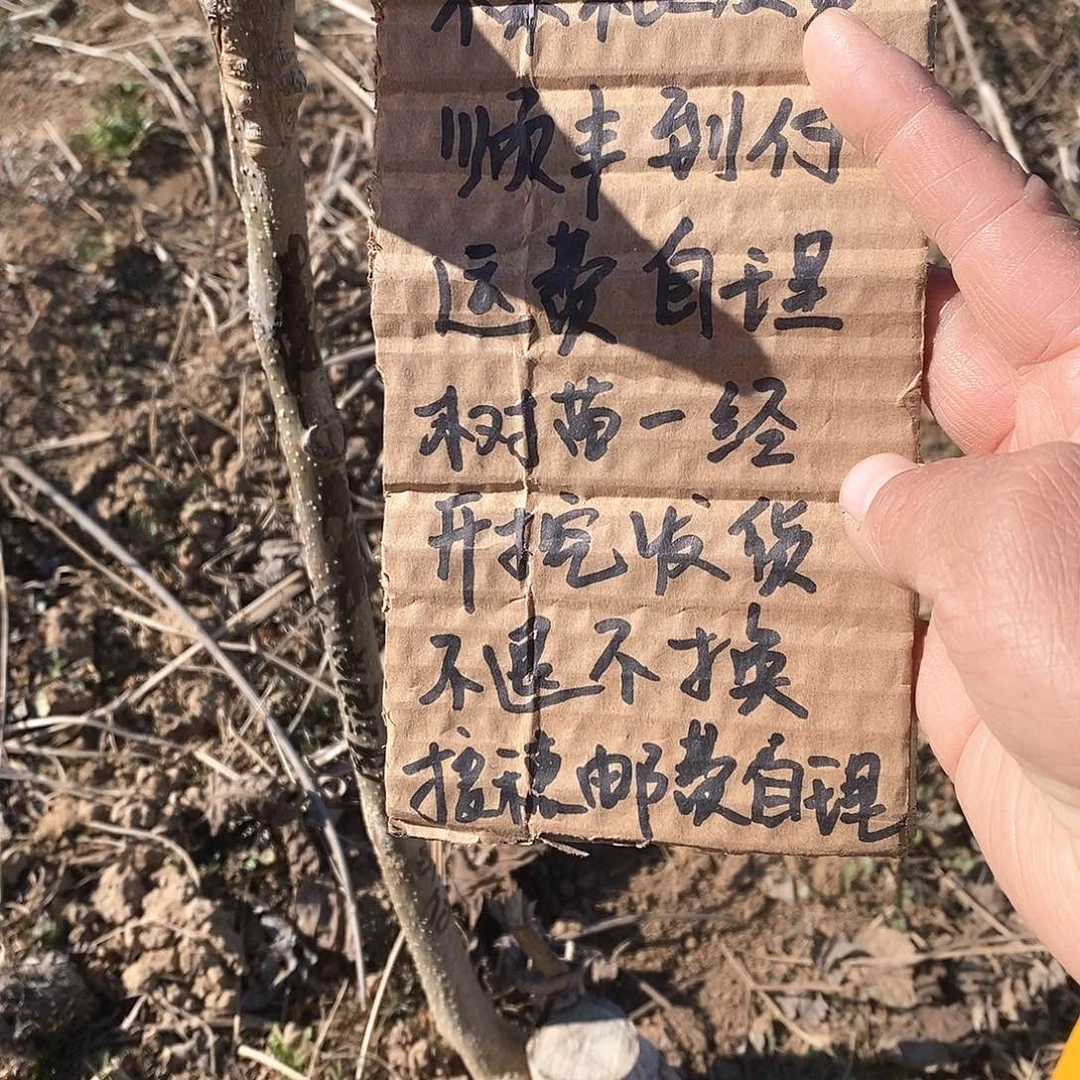 文玩核桃把件明**匠铁锤