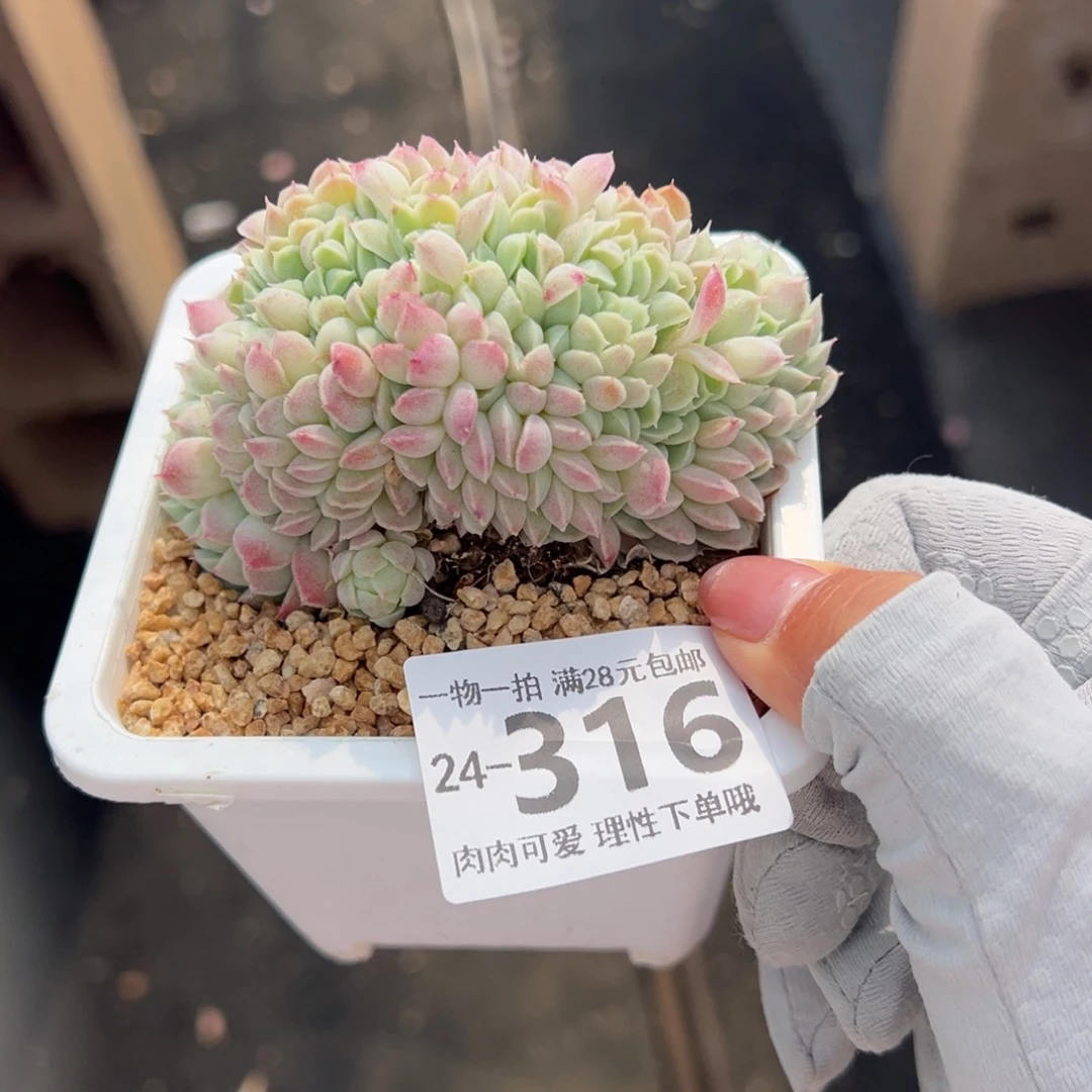 羊脂球缀化多肉多肉多肉多肉