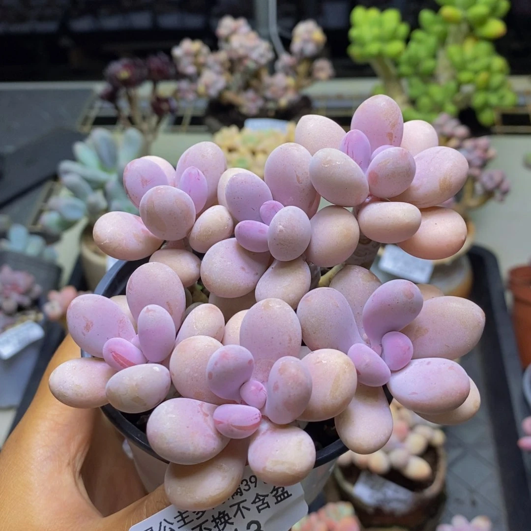 713糖果桃蛋多肉10c m
