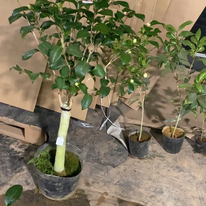 帕克雷欧 一物一拍