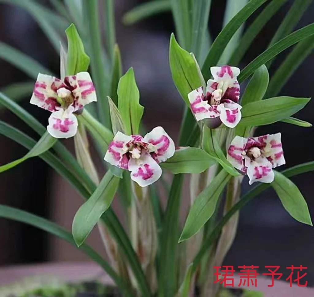 【珺萧予花】春兰叶蝶 叶片带叶蝶 多苗矮种春兰