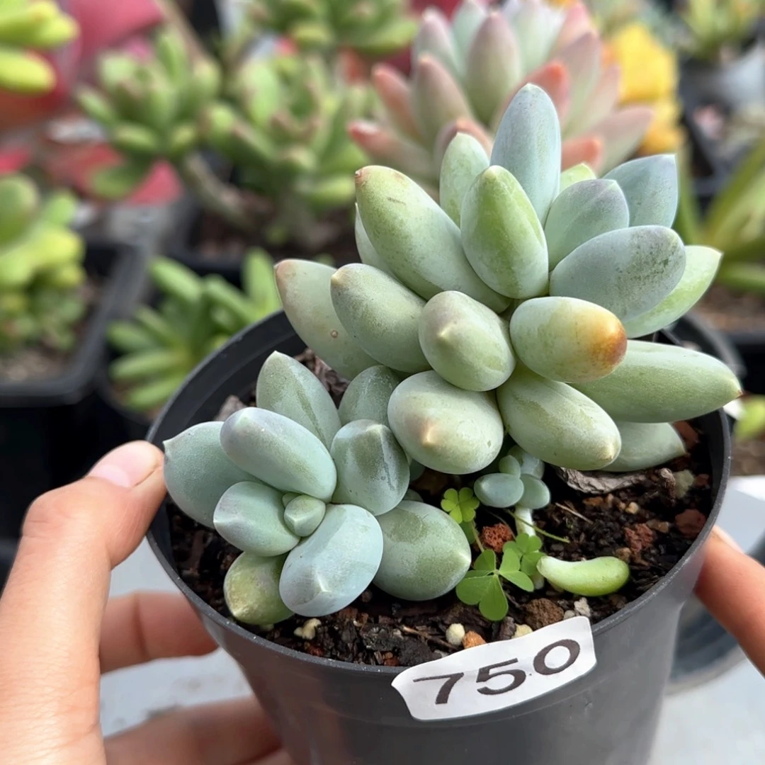 750号 一物一拍一物一拍