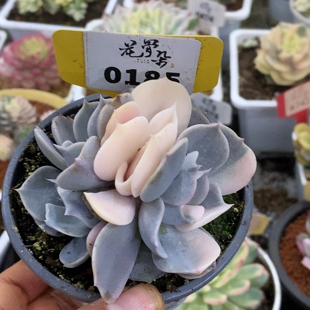 185四头三个状态哈哈哈