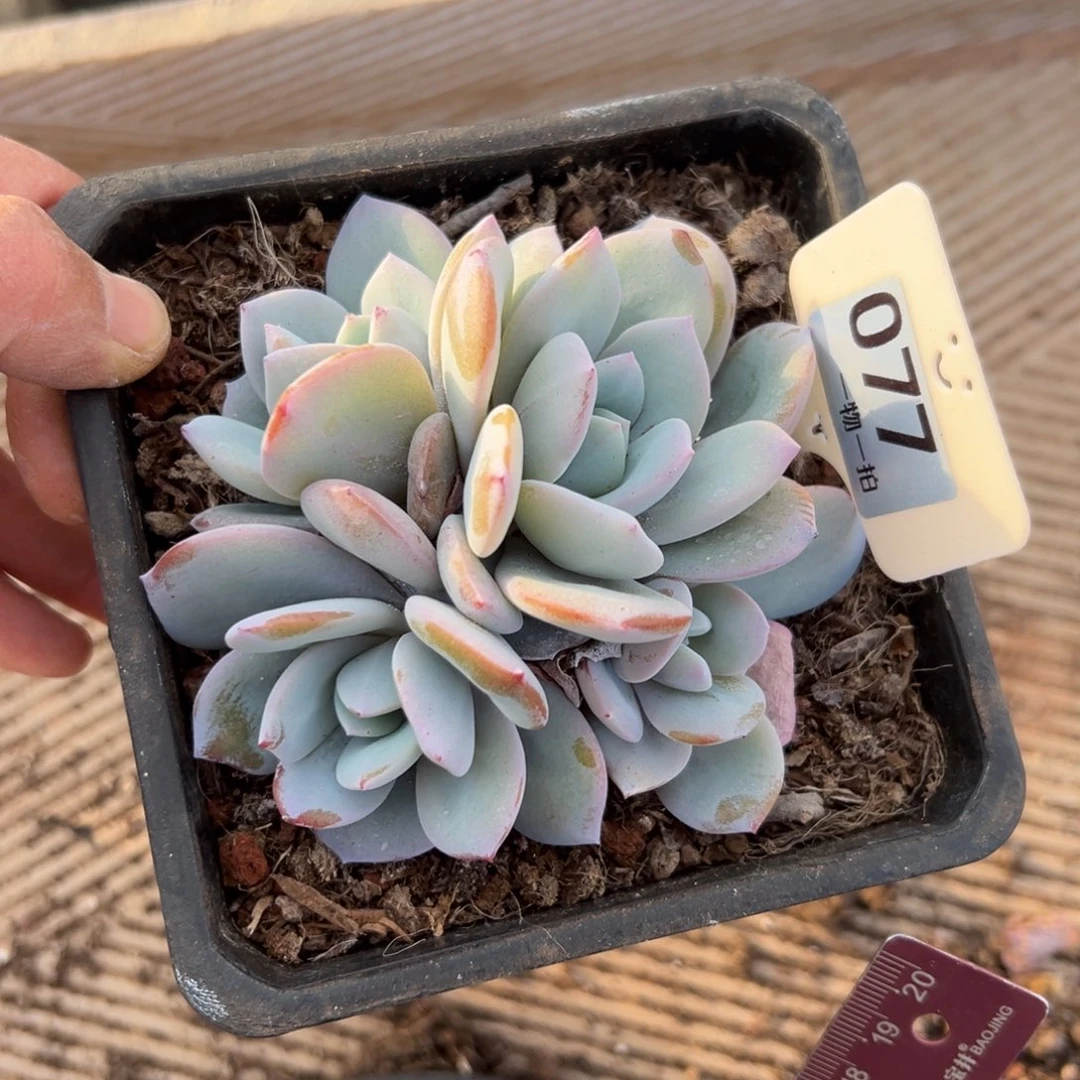 秋***天77、啊哥哥是哥哥贞观之治