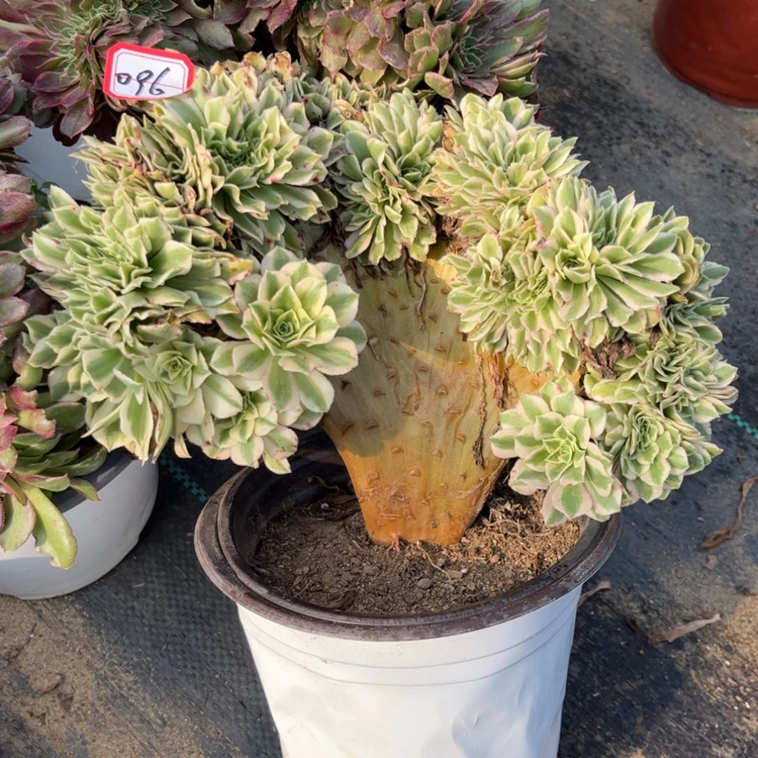 096多肉植物迈巴赫缀化