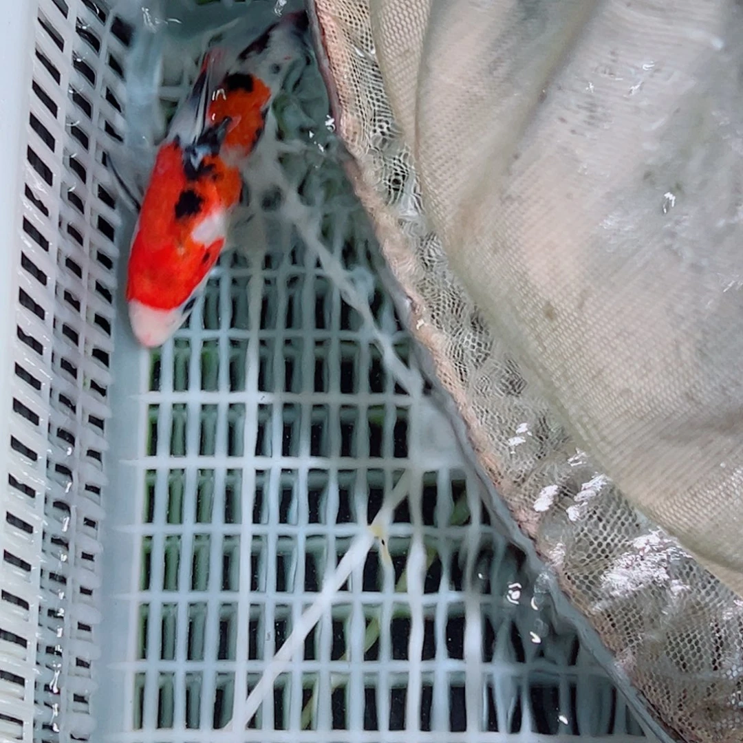 海水鱼锦鲤观赏鱼