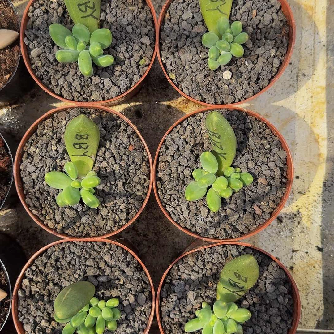 芭比亚 叶插 一物一拍