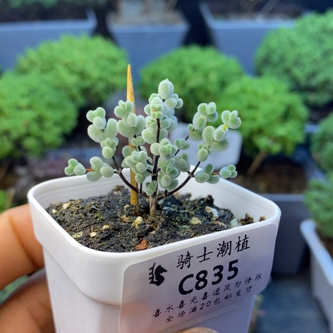 835实生优选白体莱斯多肉