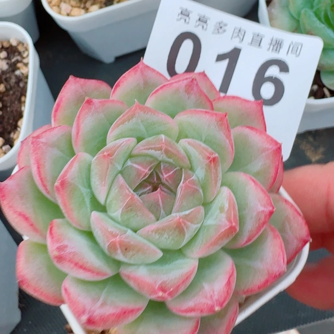 梦冉优选            精美多肉植物