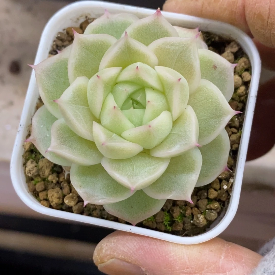 精品多肉一物一拍不包整256