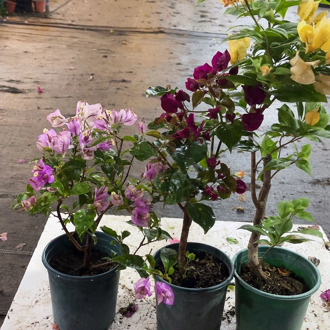 大部分花苞少量开放雪紫，黑暗行者，苏瓦娜