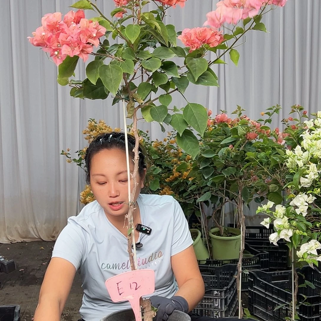 艳****当前无花栽培后可以开花E12不甜西瓜