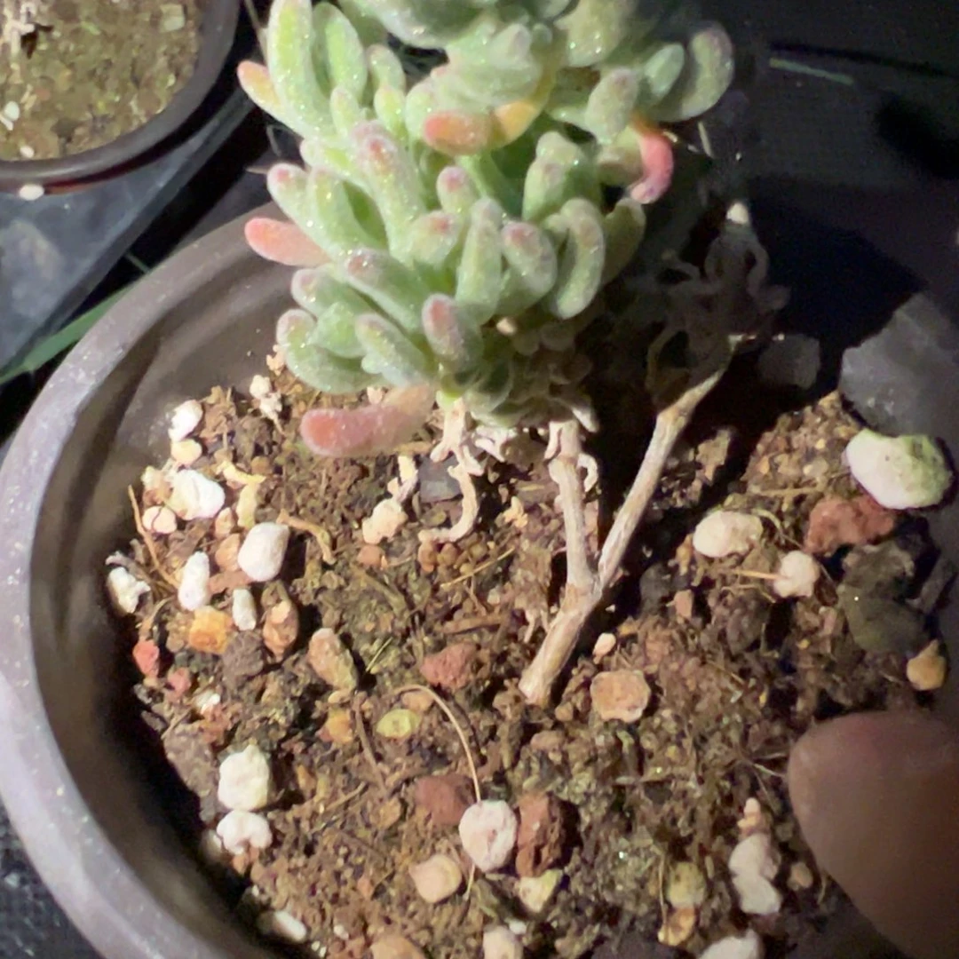 白皇后90老桩钻石优选