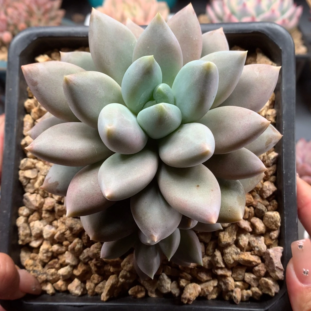 我们家的小姐姐们