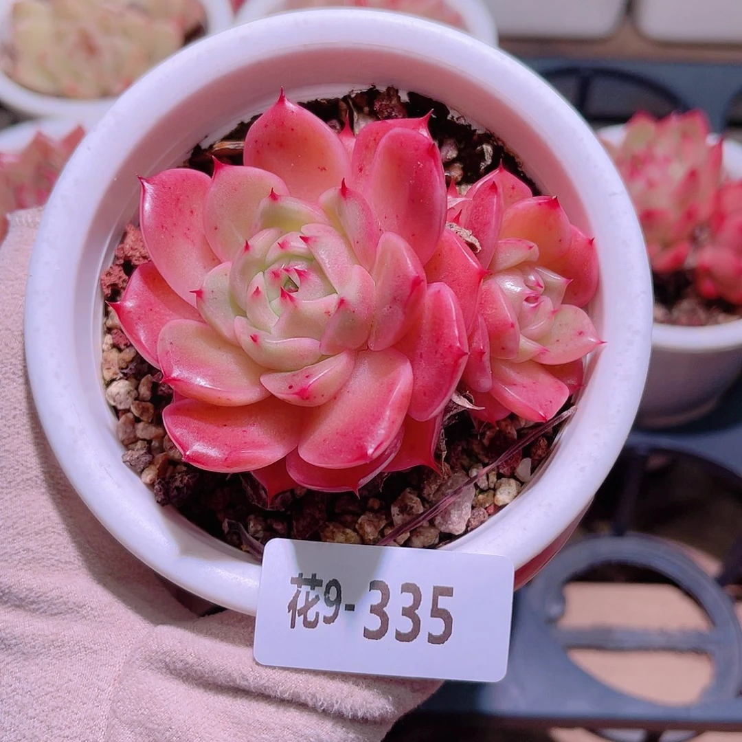 花利美9-335海王