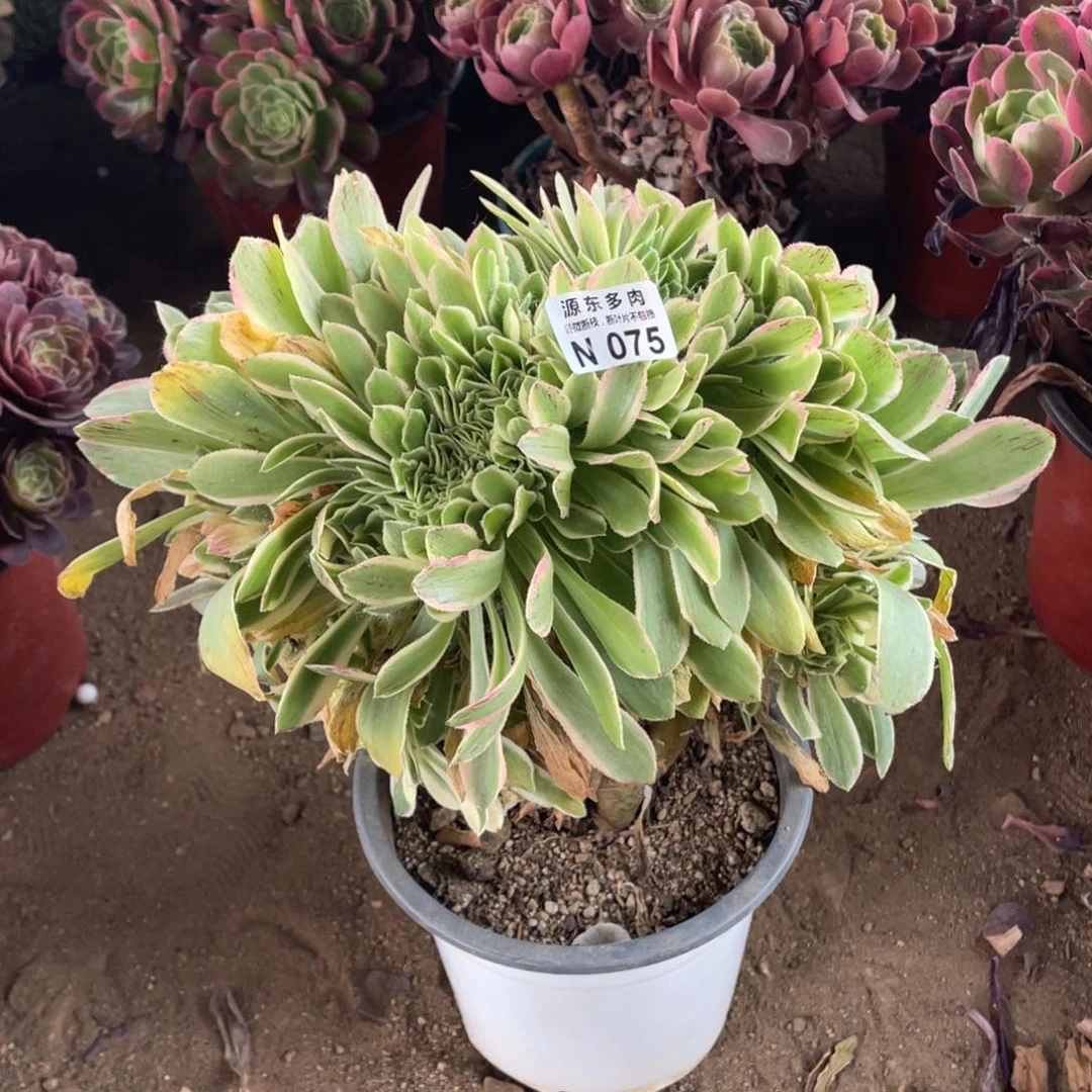 075彦宁多肉法师断枝不包