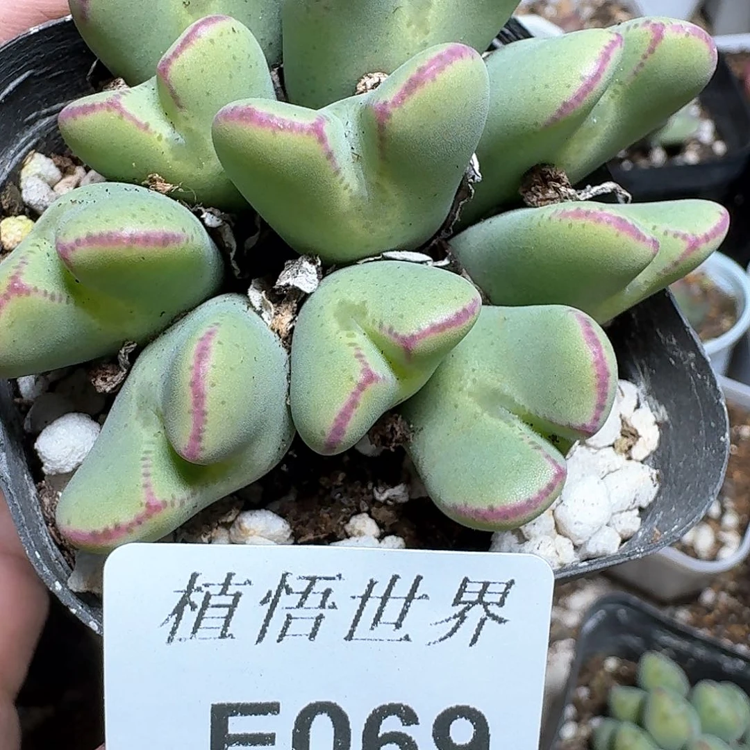 069号多肉植物哇f g