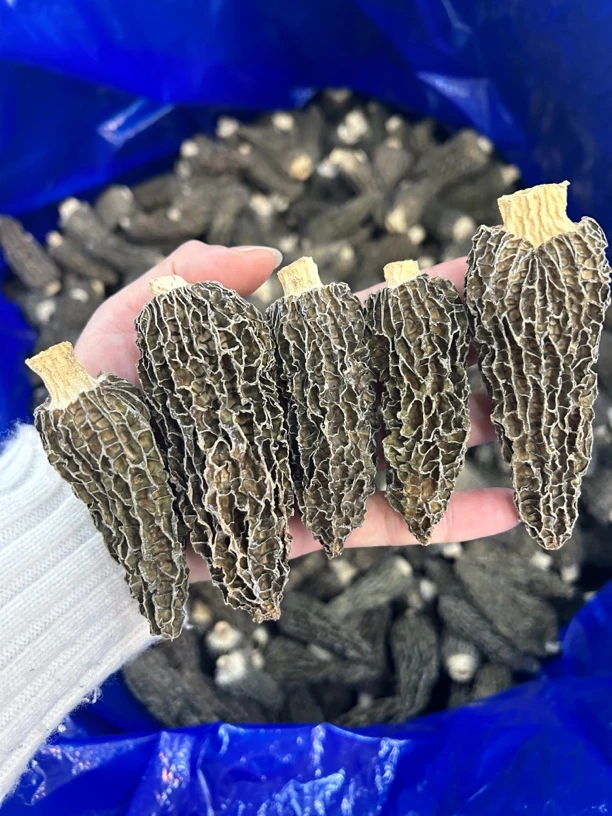 杨杨鱼胶，7-9公分，大规格头茬羊肚菌厚肉250g