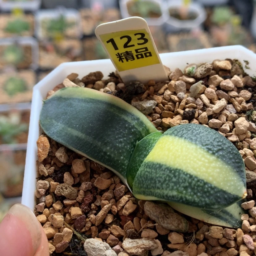 【闪购商品】123珍珠蜗牛