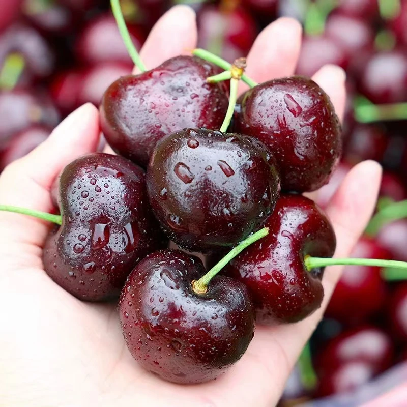 【敏】智利车厘子海运新鲜到货5-10斤装2J脆甜多汁 内附果径卡