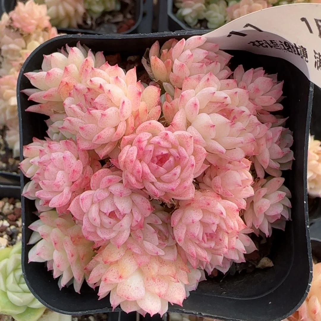 花语逸境0117-11麦秆散