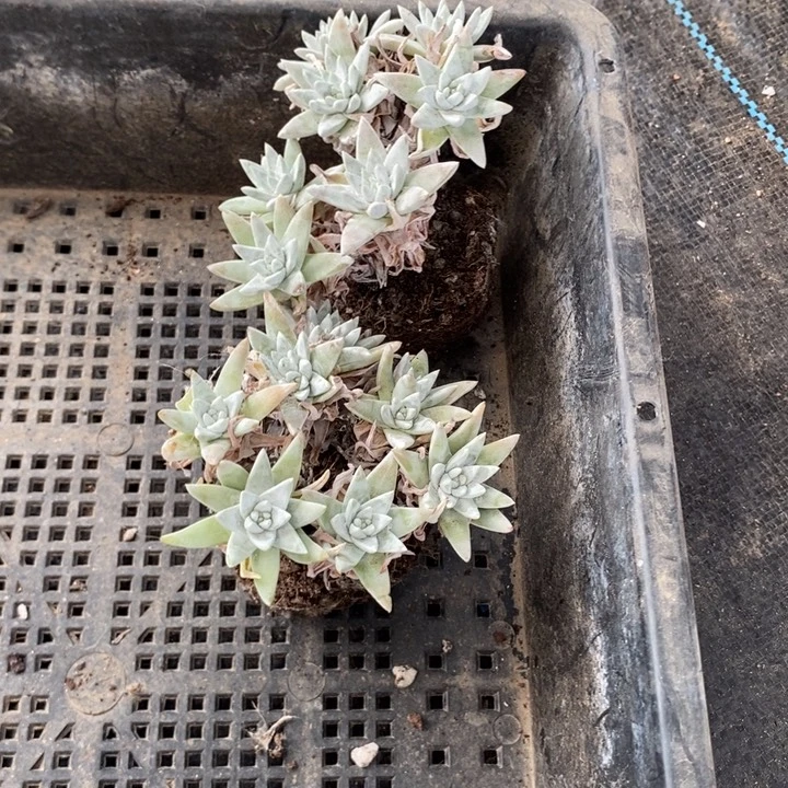 L****7两颗白菊，一物一拍