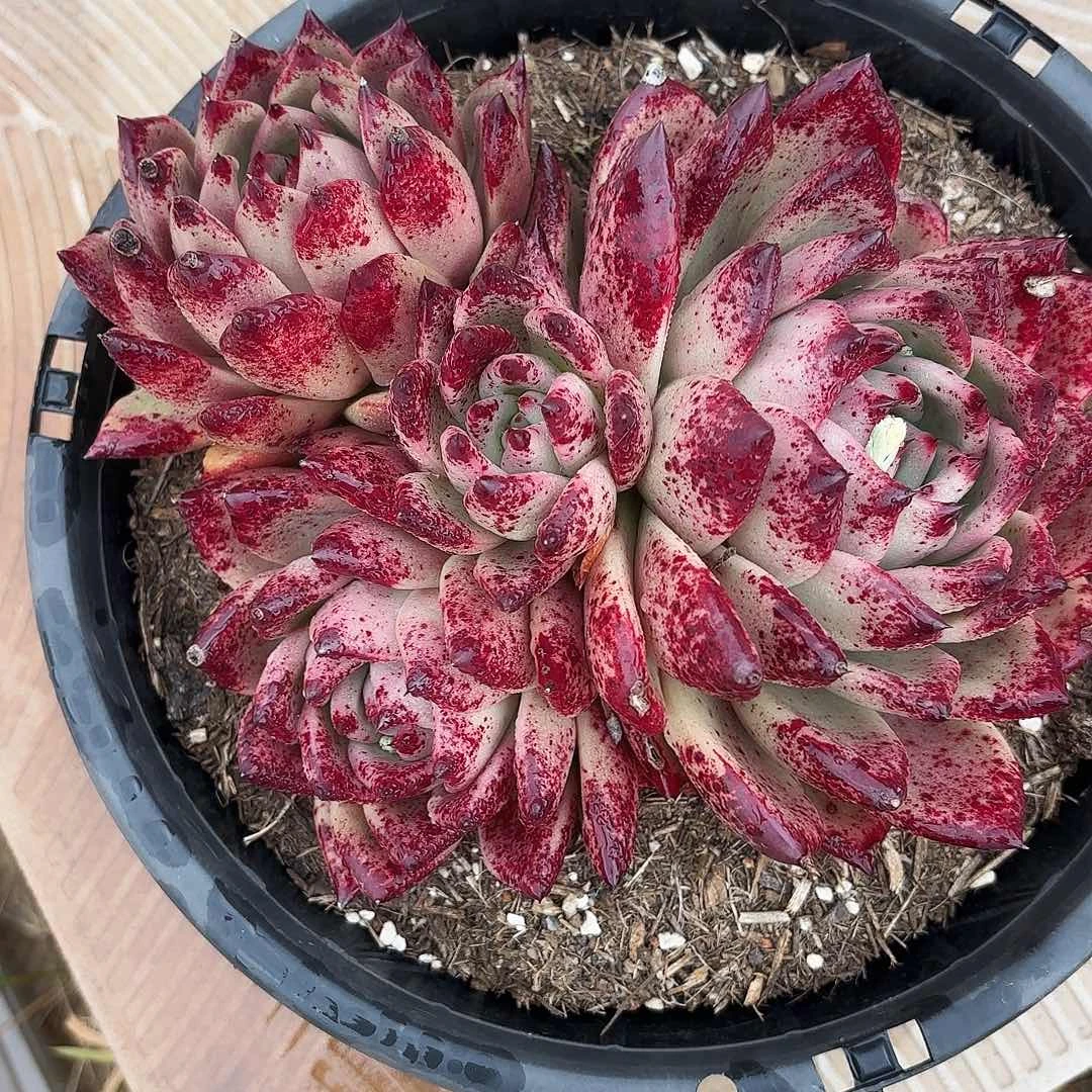 奥**子皮蛋多肉发货