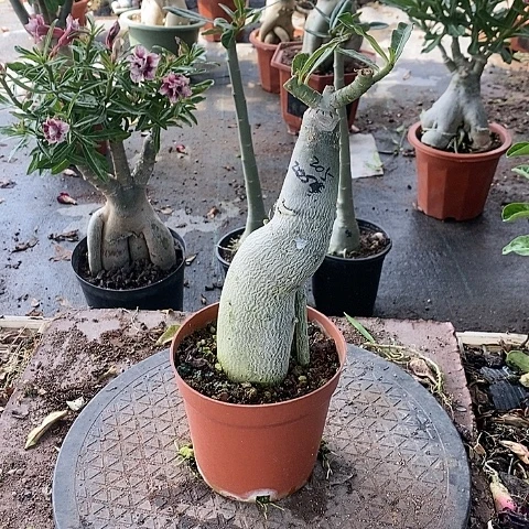 【闪购商品】无花朵用****4