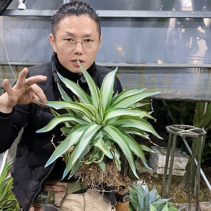 鹦鹉嘴白中班冠幅40公分左右