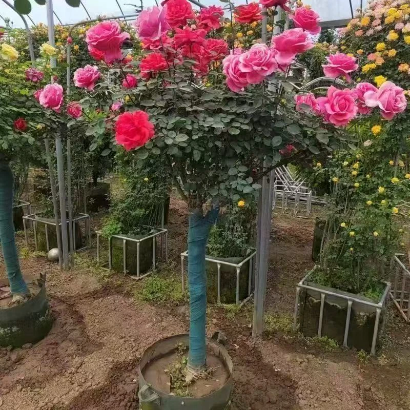 树桩月季棒棒糖月季月季花盆栽地栽藤本月季灌木月季 一物一拍