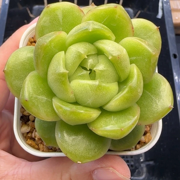 【清棚处理福9.9包邮】439珍妮