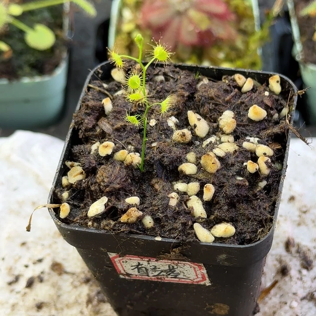 完全开放直立茎球根茅