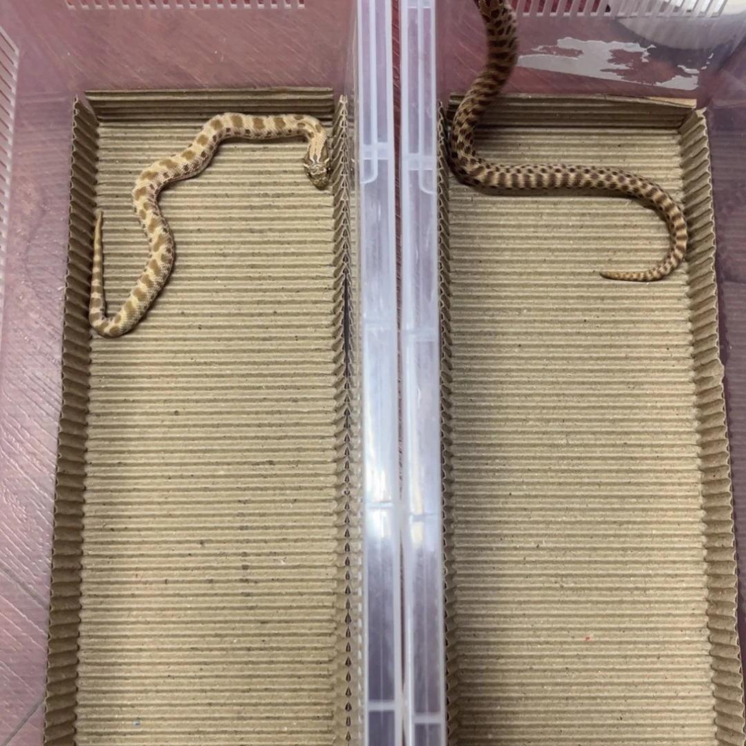 彩色蚕宝宝猪鼻一对