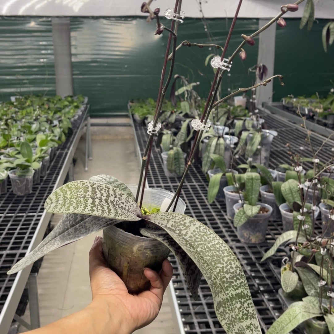 当前无花栽培后可以开花雅风兰园银叶浓香3.5壮苗西雷利