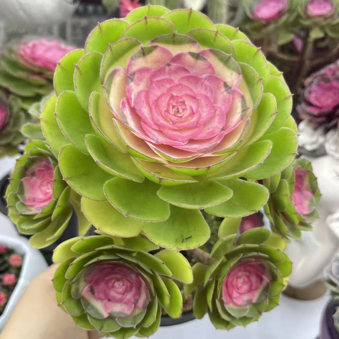 【倾城玫瑰法师】 买一送一 发两盆 脱土发 好养活 云南种植基地