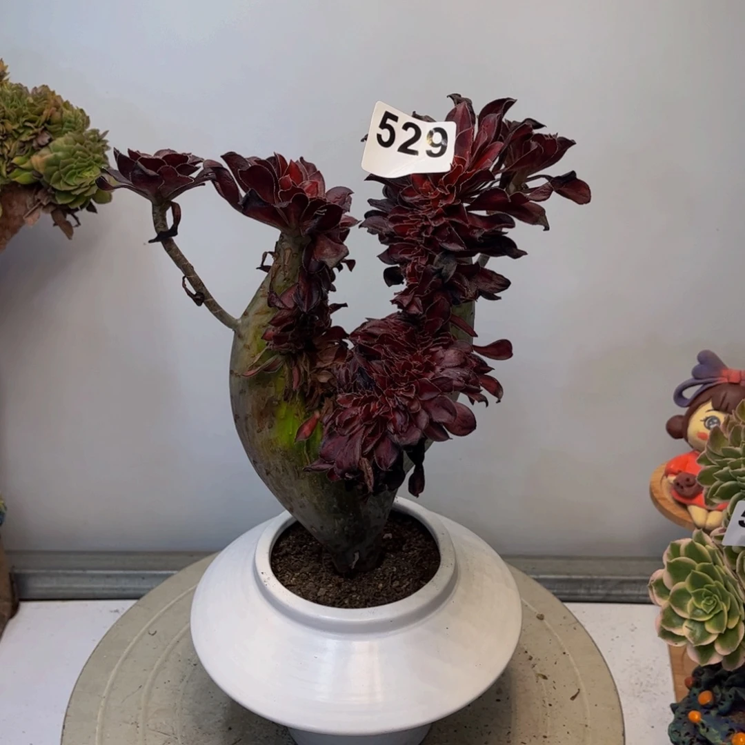 多肉植物晚霞缀529