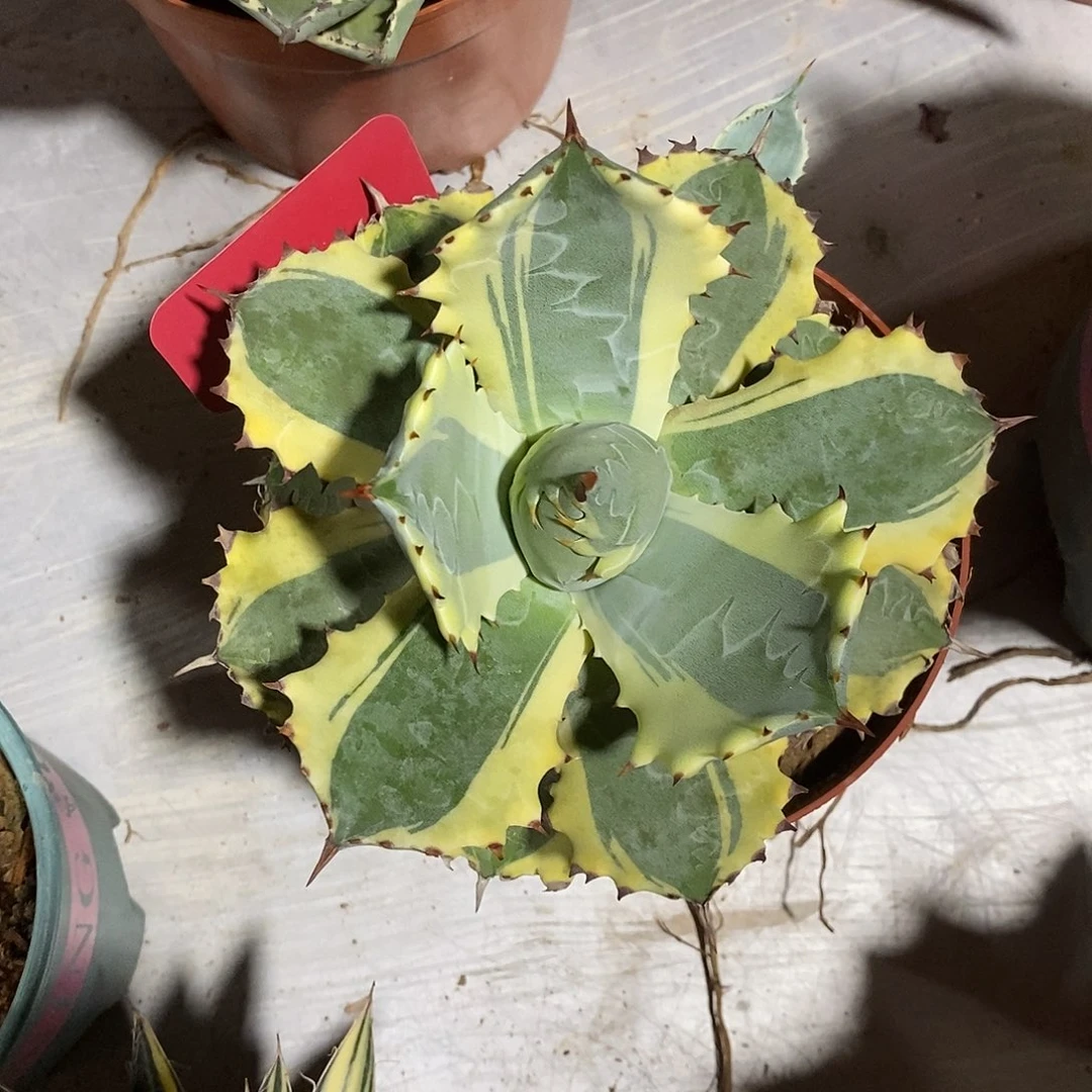 无花朵甲蟹一物一拍