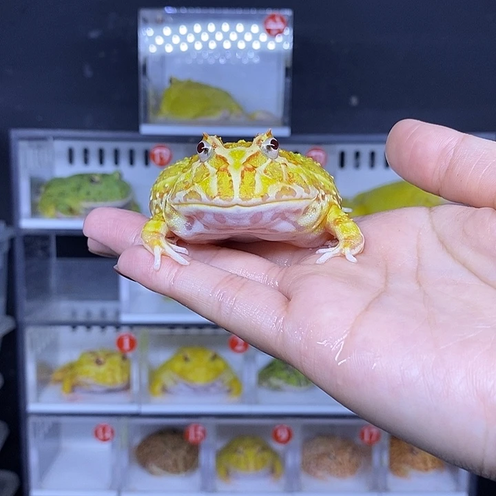 特价秒杀一切顺利