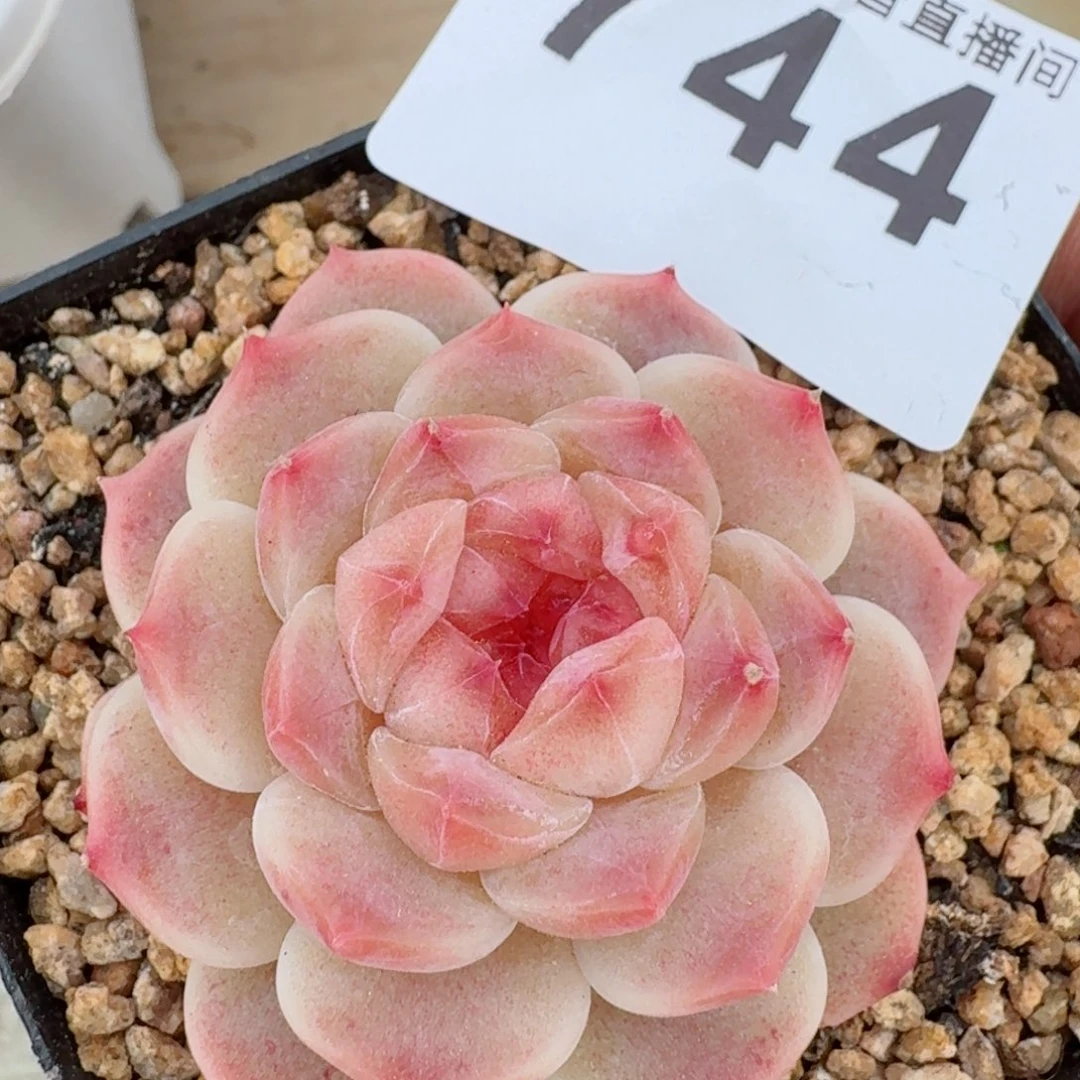 福利冰魄         多肉植物