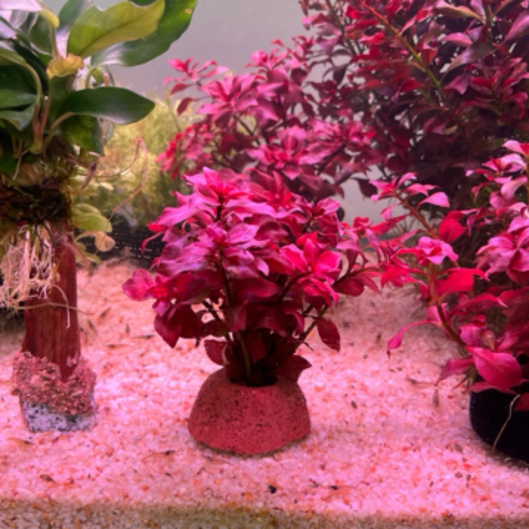 红玫瑰水草观赏植物耐活好养水族造景