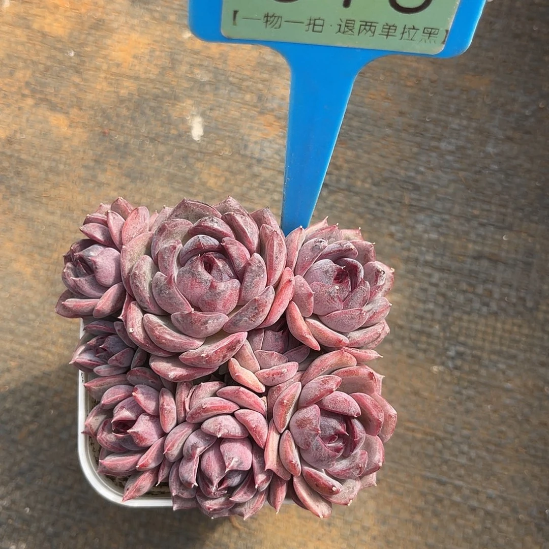 云尘多肉一物一拍 816,