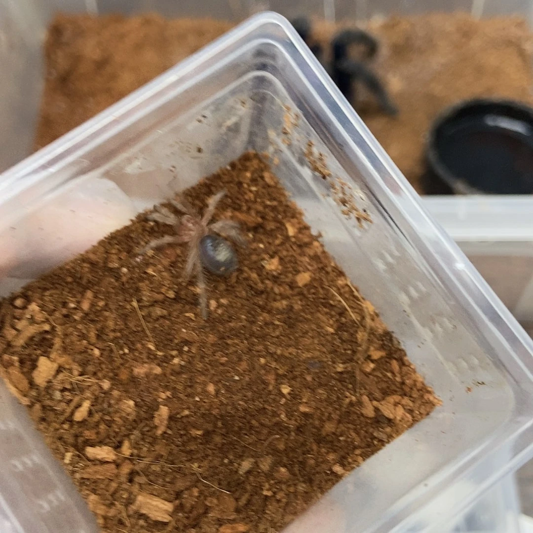 跳蛛茶红1.5 厘米未分