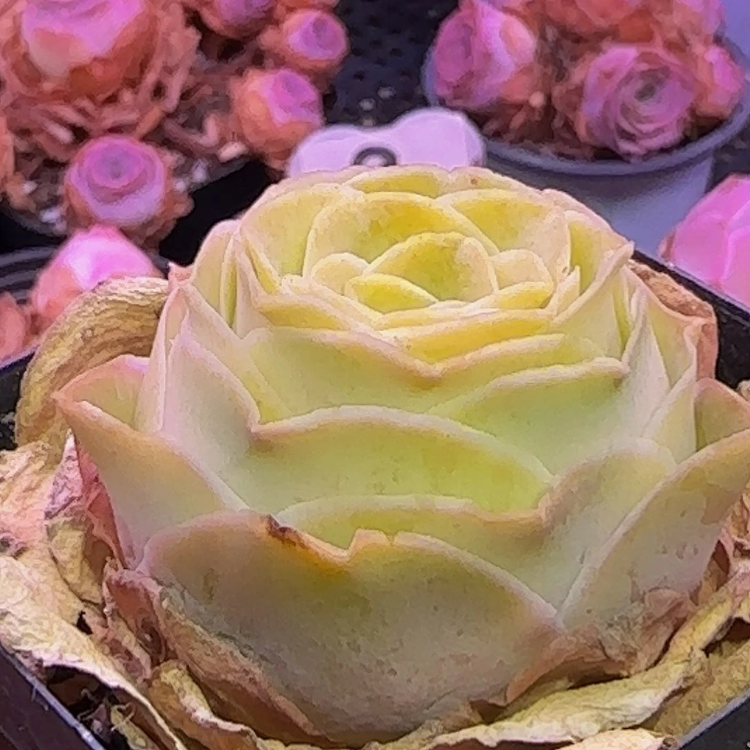 玻璃心慎拍 多肉 羽皇