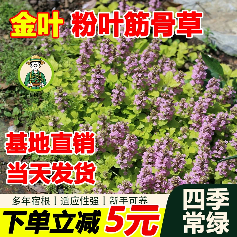 拾园记筋骨草金叶粉花紫花姬十二单耐热耐寒院四季常绿多花绿植物