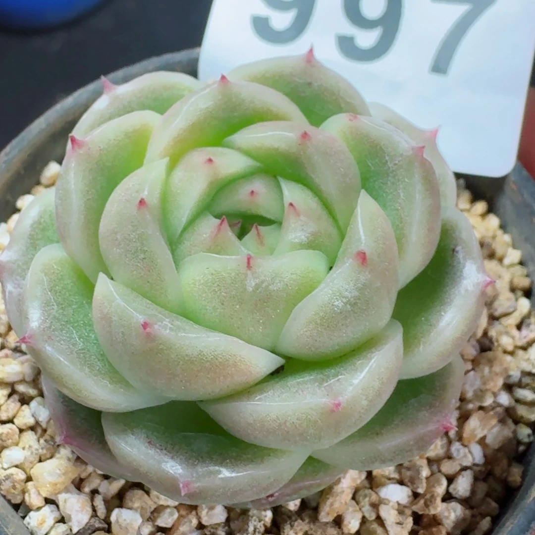 麦秆      愿你一路坦途，乘风破浪展宏图