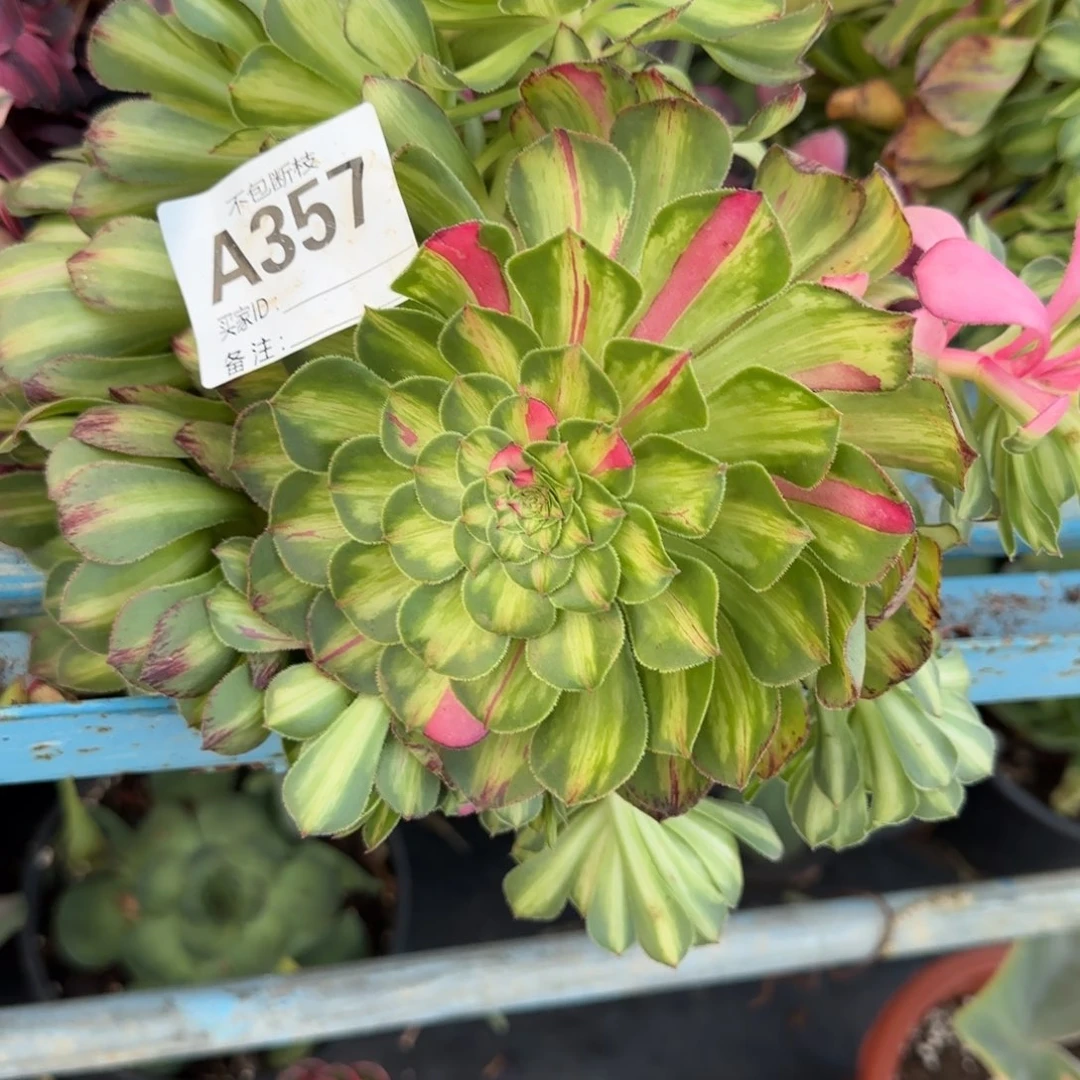 精品多肉植物357