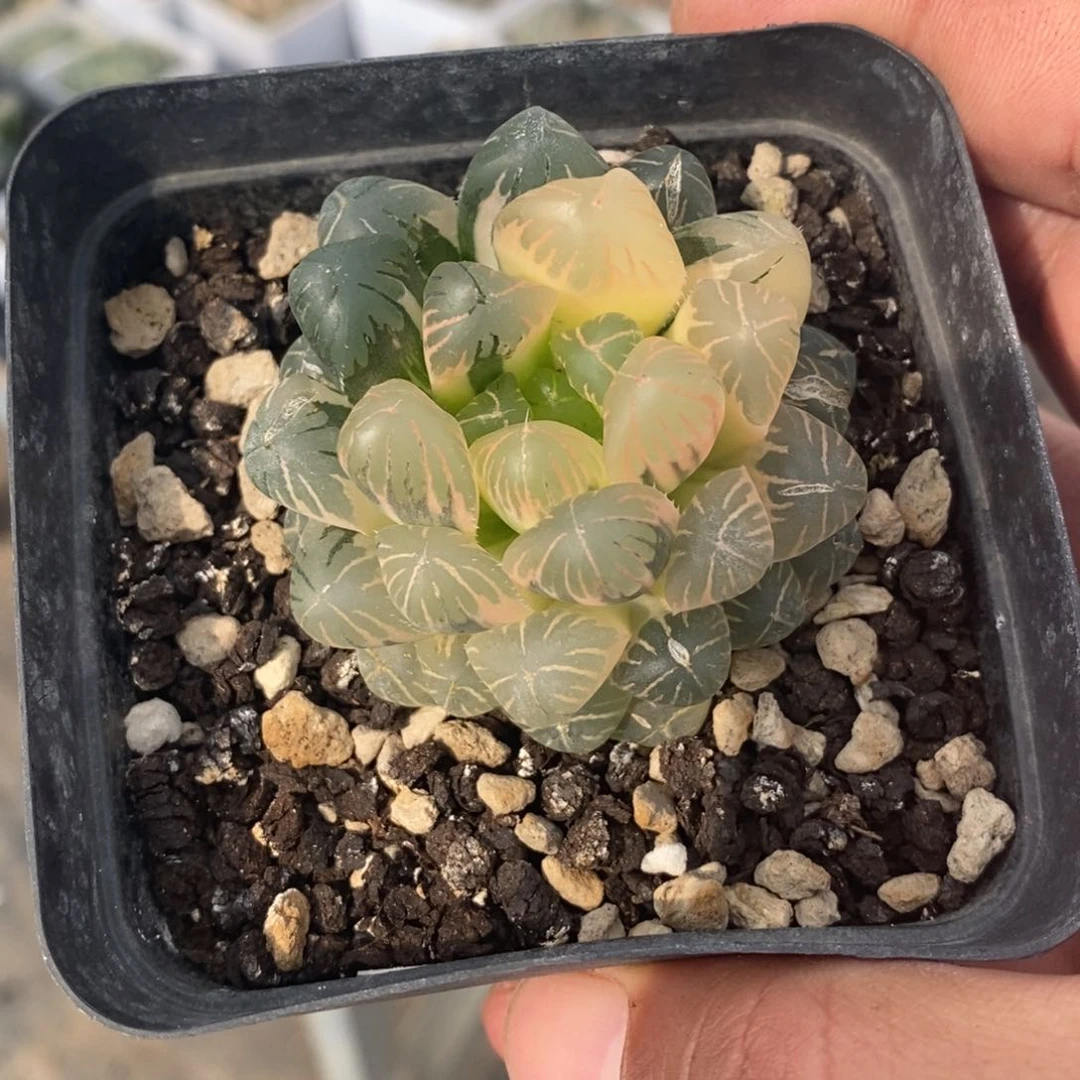 一颗实生趋势糊斑玉露锦 开播福利