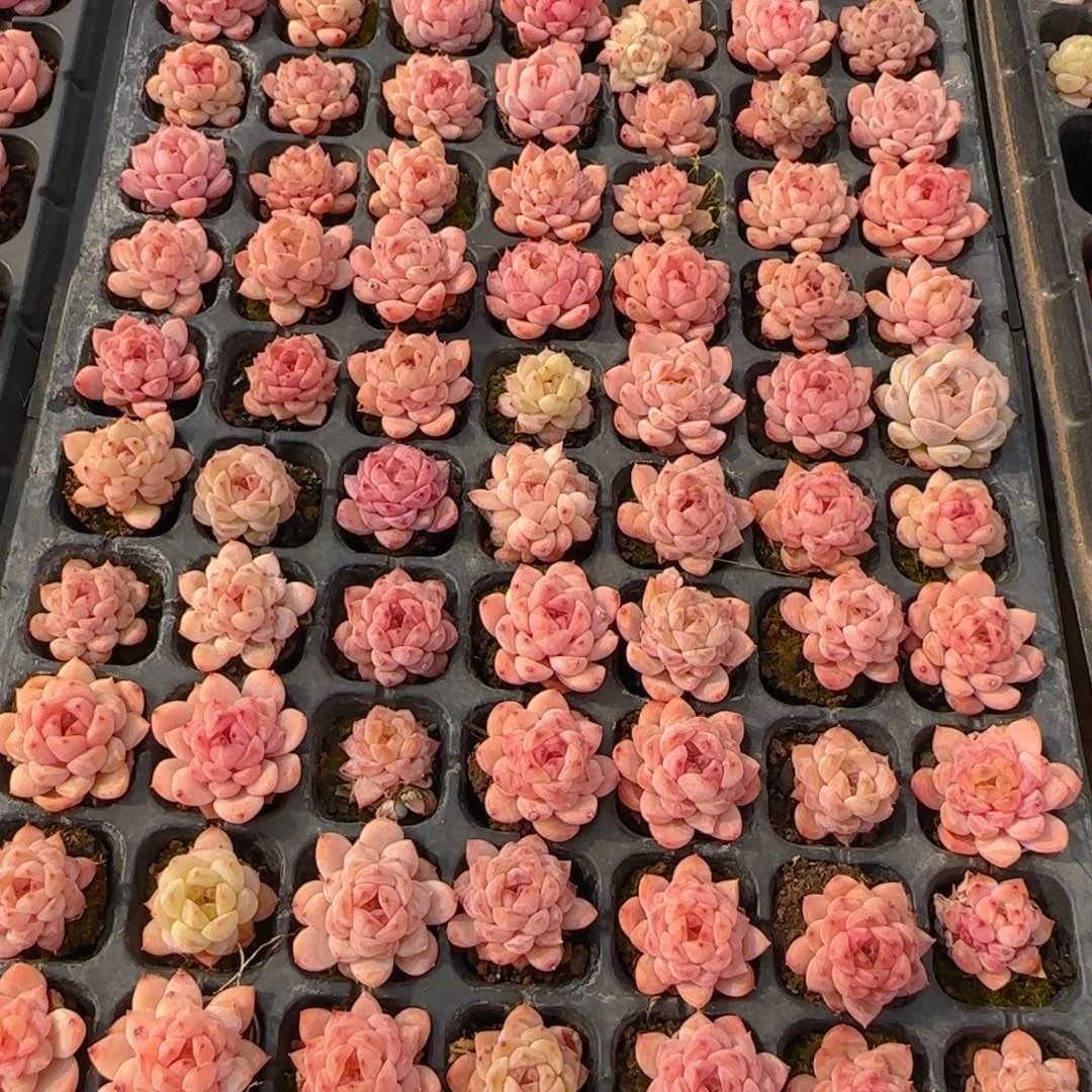 15颗冰葡萄一组脱土发货